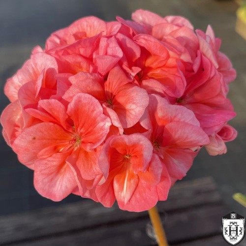 Pelargonium 'Meadowside Mahogany' - Pelargoon 'Meadowside Mahogany' P9/0,55L 